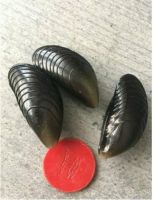 (1,67€/Stk) 3 Karpfen Carp Köder Muschel Boilies pop up Rig Schwerin - Altstadt Vorschau