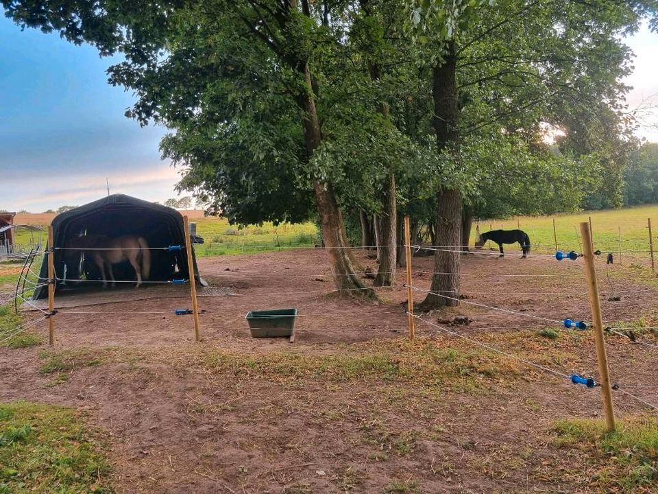 Offenstall ,Einsteller, Platz für Pferde in Rosenbach