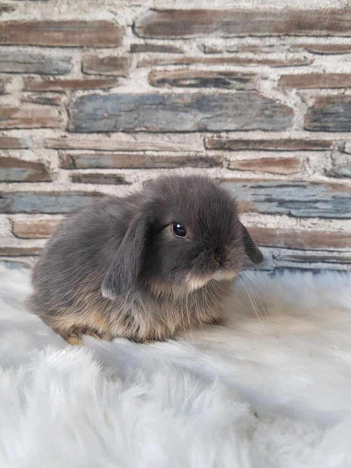 ❤️ Zwergwidder Minilop Mini Lop Hase Kaninchen ❤️ in Potsdam