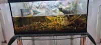 60 liter Aquarium mit alles drin und drann Niedersachsen - Salzbergen Vorschau