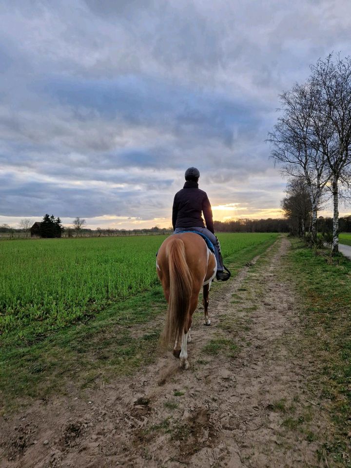 Pferd sucht Reiter in Bocholt