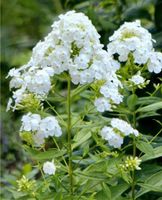 Staude Phlox weiß Flammenblume pflegeleicht frosthart Dortmund - Mitte Vorschau