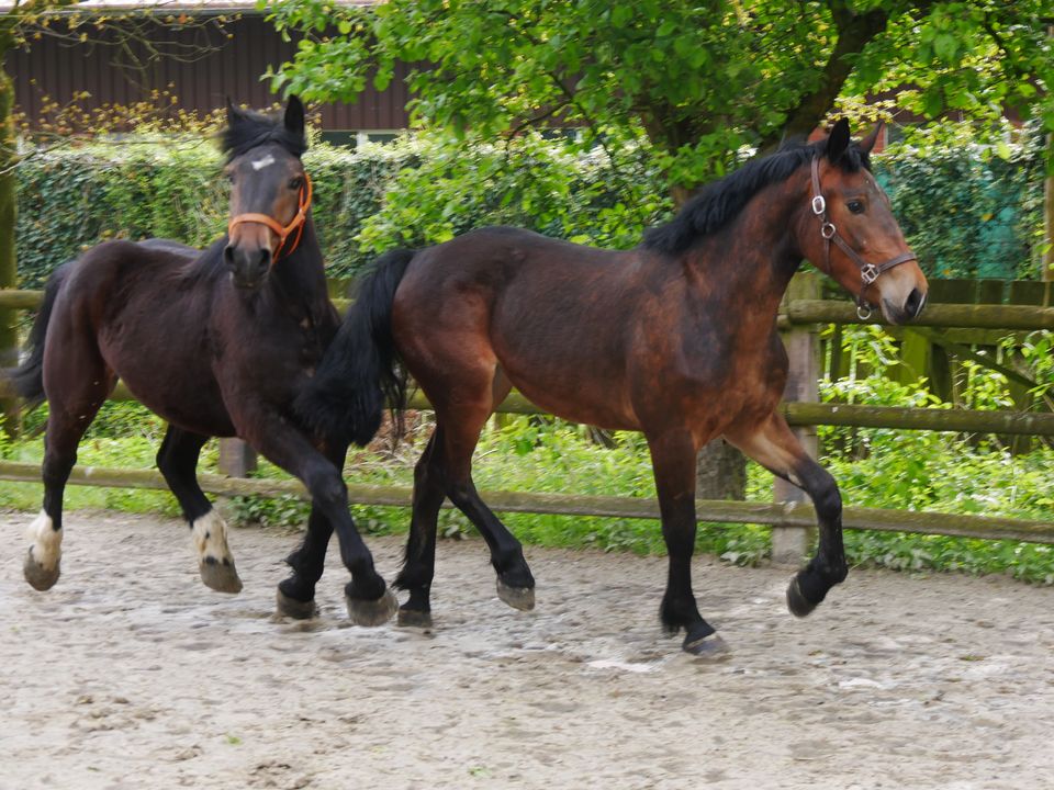 Cob Normand, Kaltblut Stute, Fahrpferd in Dorsten