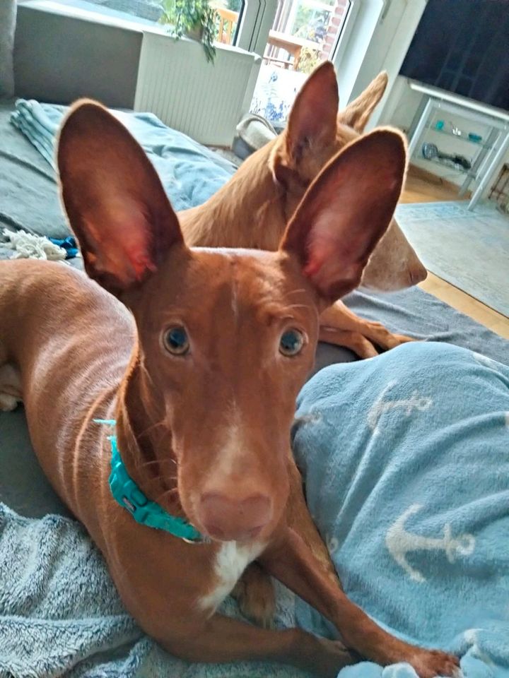 BOLT Podenco Maneto Rüde Tierschutz Hund in Norden