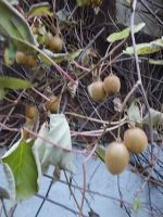 kiwi pflanze frucht obst kiwifrucht Actinidia chinesische Baden-Württemberg - Frickingen Vorschau