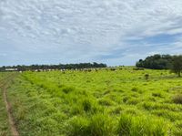 2.200 Ha. Grundstück in Caazapa-Paraguay Brandenburg - Zossen-Zesch am See Vorschau