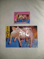Kleines Puzzle 54-teilig mit Schweinen Nordrhein-Westfalen - Borgholzhausen Vorschau