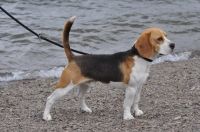 Beagle Rüde 4jährig Niedersachsen - Bockenem Vorschau