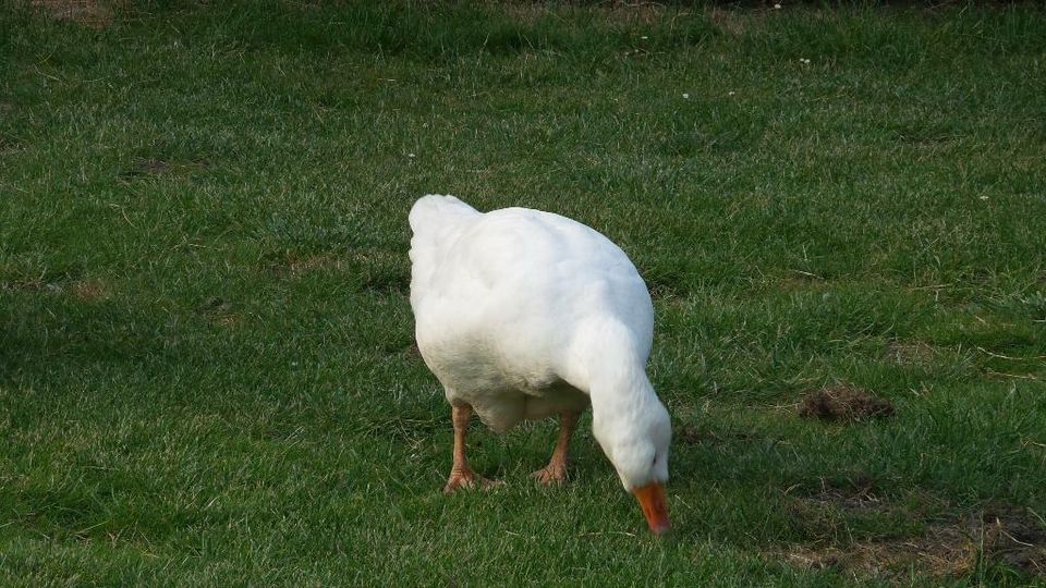 Gartenbaubetrieb Rollrasen verlegen erstellen Rasen Rasenfläch in Herne