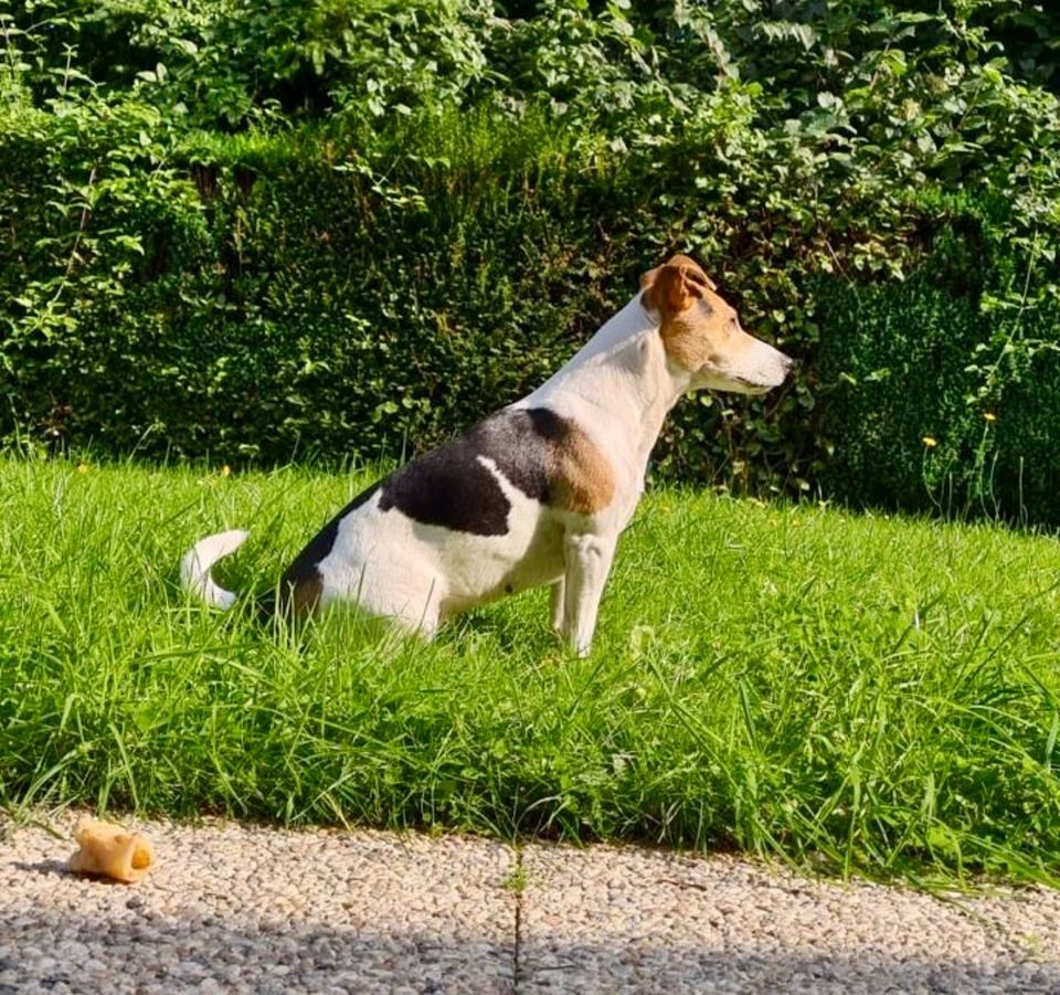 Hündin (11 Jahre), top fit, verspielt & verschmust in Menden