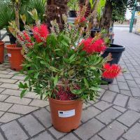 Pfeifenputzer "Callistemon Citrinus" +/-60cm Flaschenputzer Nordrhein-Westfalen - Oberhausen Vorschau