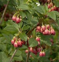 Prachtglocke Red Bells 40-60cm - Enkianthus campanulatus Niedersachsen - Bad Zwischenahn Vorschau