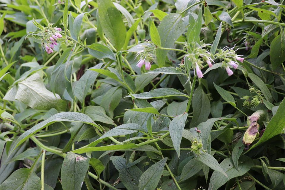 Estragon russischer Estragon herb würzig Kräuter Staude winterhar in Beetzendorf