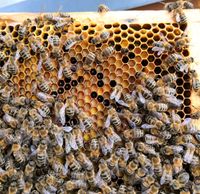 Bienen Bienenvolk Bienenvölker Carnica Dnm Saarland - Tholey Vorschau