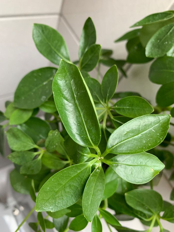 Zimmerpflanze Schefflera+ Übertopf in Markgröningen