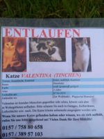 KATZE ENTLAUFEN WUPPERTAL RONSDORF Wuppertal - Ronsdorf Vorschau