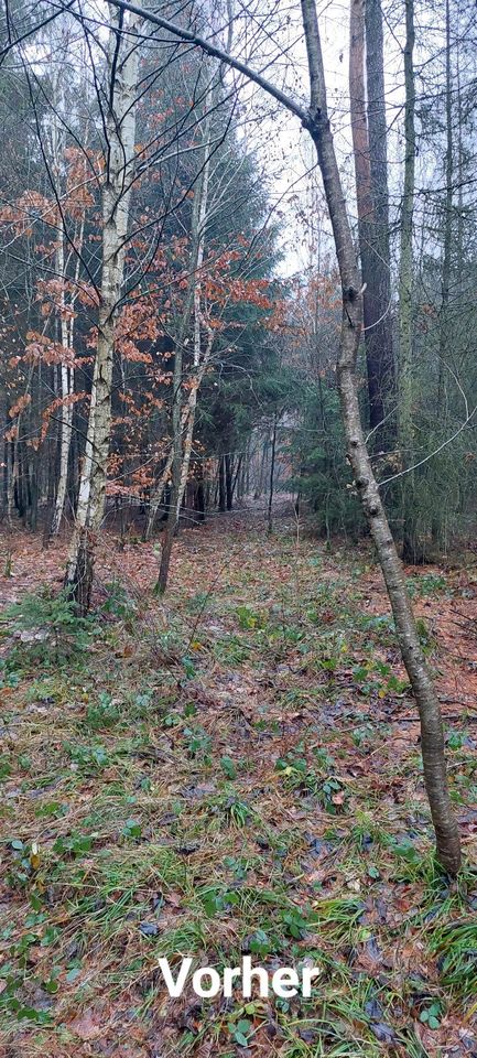 Rodung Fällgreifer Baumfällung Landschaftspflege in Berching