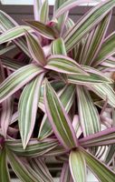 Tradescantia spathacea Tricolor Ableger Duisburg - Duisburg-Mitte Vorschau