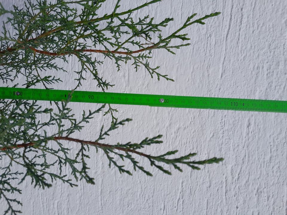 Zypressen - selbst gezogen - bis 1 Meter - siehe Bilder in Meitingen