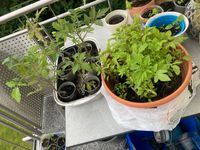 Tomatenpflanzen groß und klein Hessen - Flörsheim am Main Vorschau