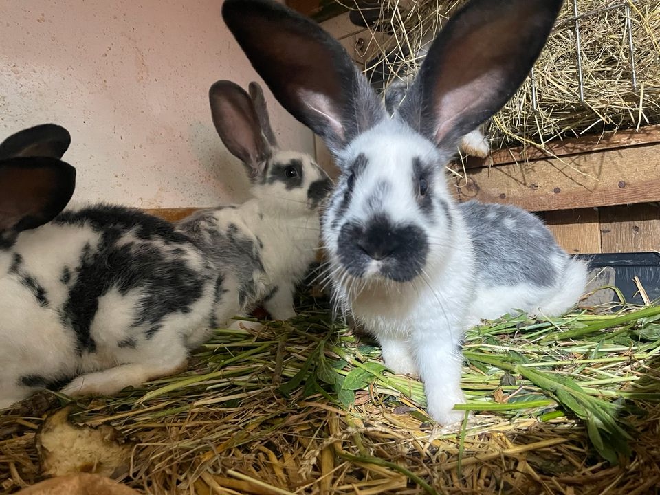 8 Wochen alte Kaninchen abzugeben in Eisenhüttenstadt