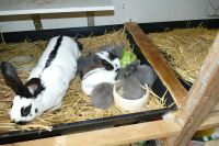 Junge Kaninchen wundervoller Mix Rheinland-Pfalz - Burgbrohl Vorschau