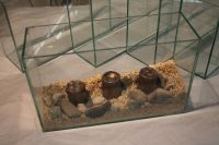 Glasdeko, Terrarium, Aquarium Nordrhein-Westfalen - Marl Vorschau