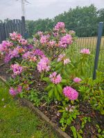 Rhododendron zu verschenken gesucht.. Niedersachsen - Osterholz-Scharmbeck Vorschau