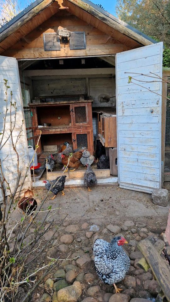 10 Bruteier Zwergwyandotten bunt Zwerg Wyandotten Huhn Ei Eier in Nordholz