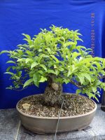 BONSAI-alter Zierapfel micromalus-Solitär Spitzenklasse 60 cm Bayern - Baunach Vorschau