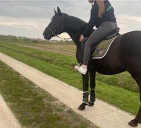 Suche Reitbeteiliigung/Pferd zum mitreiten. Niedersachsen - Aurich Vorschau