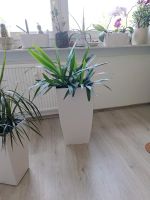 Yucca  Palme Berlin - Hohenschönhausen Vorschau