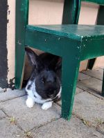 Kaninchen Jack - großer Mann sucht großzügige Wohneinheit Bayern - Forstinning Vorschau