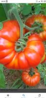 Verschiedene Tomaten Pflanzen zu verkaufen Baden-Württemberg - Pforzheim Vorschau