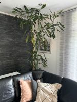 Drachenbaum Topfpflanze exotische Pflanze Palme Nordrhein-Westfalen - Leverkusen Vorschau