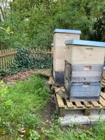 Bienenableger Carnica auf DNM Nordrhein-Westfalen - Paderborn Vorschau