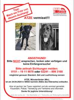 Hund Atze entlaufen Nordrhein-Westfalen - Iserlohn Vorschau