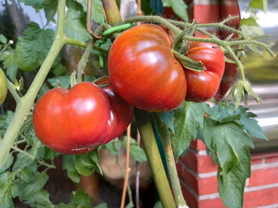 JUNGPFLANZEN TOMATEN CHILI PAPRIKA SETZLINGE in Hanerau-Hademarschen