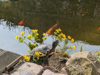 Graskarpfen Hessen - Bad Sooden-Allendorf Vorschau