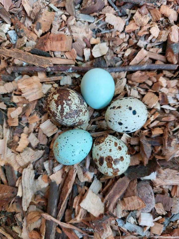 Bruteier, Wachtelbruteier, Wachteleier, Celadon in Mossautal