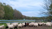 Herde Waldschafe zu verkaufen Brandenburg - Wittstock/Dosse Vorschau