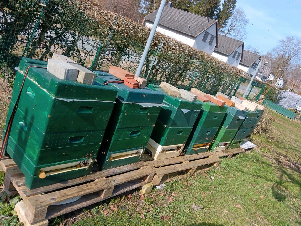 Wirtschaftsvolk Carnica Bienen Volk DNM 2023 oder Ableger in Lütjenburg