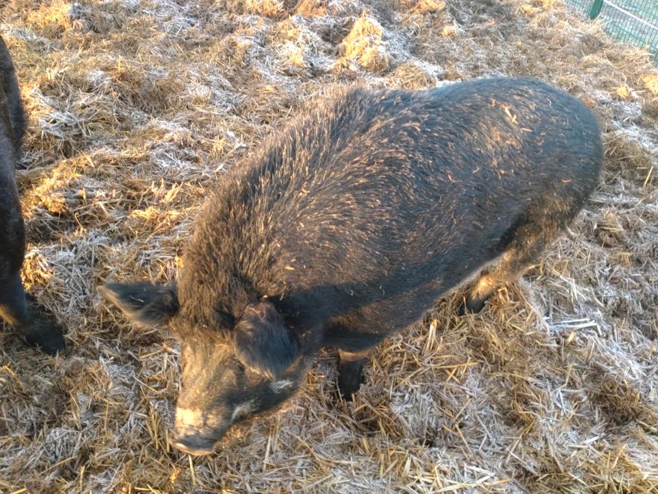 Schwein Zuchtschwein Mastschwein in Mühlberg/Elbe