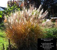 Miscanthus sinensis 'Malepartus' i. Topf Bayern - Sulzbach-Rosenberg Vorschau