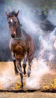 Suche Horsemanship Trainer Trainerin Asbach Liberty Freiarbeit Rheinland-Pfalz - Asbach Vorschau