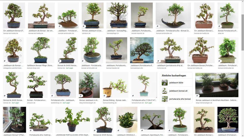 BONSAI Jadebäume sind SELTEN TEXT bitte lesen! Portulacaria afra in Köln