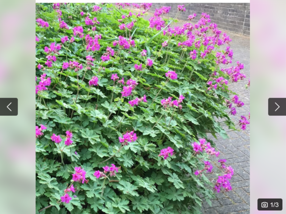 6 x Storchschnabel-Geranium-insektenfreundlich-pink-winterhart in Sachsenheim
