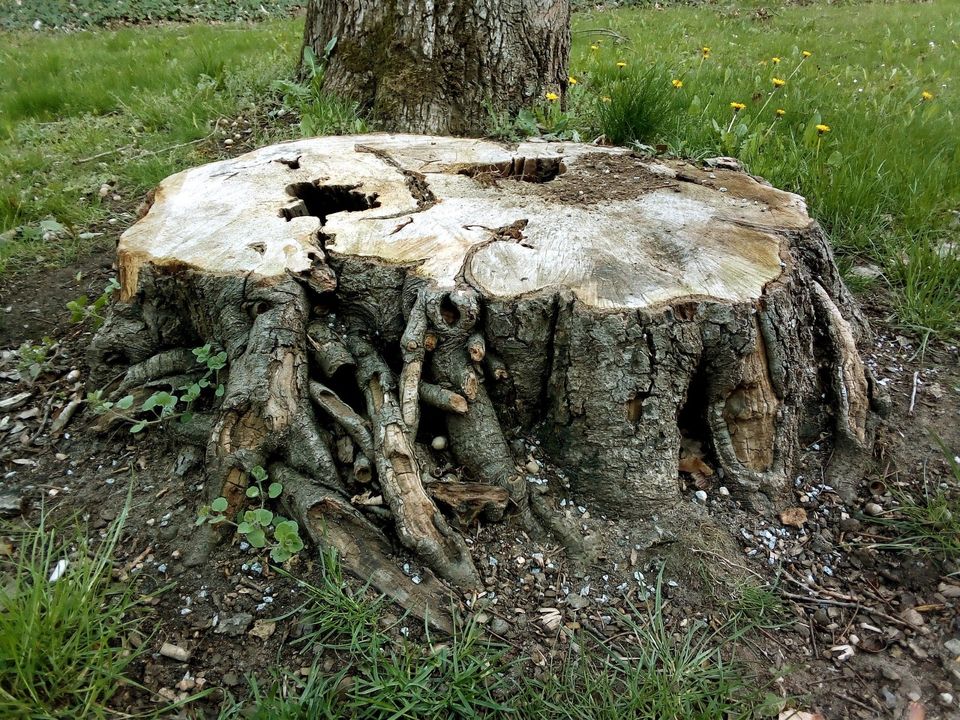 Baumstumpffräse Stubbenfräse Baumwurzeln entfernen Baumstumpf in Schweinfurt