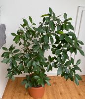 Bonsai Ficus Baum Baden-Württemberg - Ettenheim Vorschau