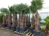 winterharte Hanfpalme Trachycarpus Fortunei + Wagnerianus Palme Nordrhein-Westfalen - Goch Vorschau